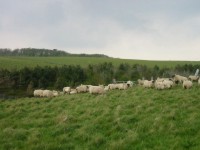 Schafe gibt es natürlich auch überall zu sehen